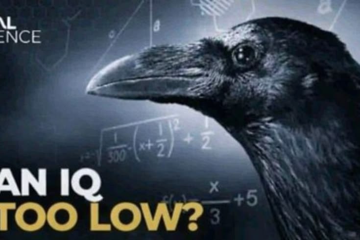 High IQ vs Low IQ Spectrum